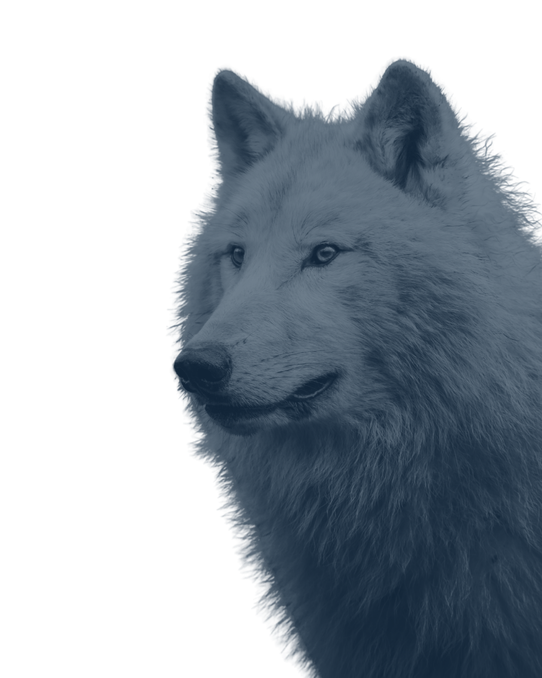 Toca dos Lobos
